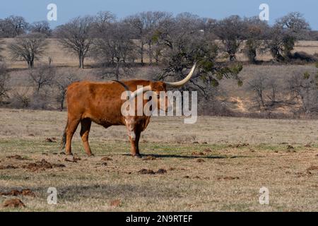 Ein orangefarbener Longhorn-Stier mit langen, gebogenen Hörnern und einem fleckigen, weißen Fleck auf der Schulter, der an einem sonnigen Tag auf einer Ranch-Wiese steht. Stockfoto