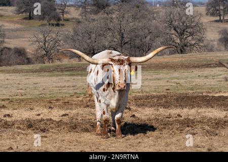 Eine weiße Longhorn-Kuh mit langen, gebogenen Hörnern und orangefarbenen Flecken, die an einem sonnigen Tag auf einer Ranch-Weide mit Bäumen im Hintergrund stehen. Stockfoto