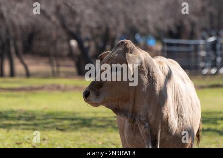 Ein Nahporträt eines jungen, cremefarbenen Kalbes aus Charolais, dessen Kopf zur Seite gedreht wurde, während er an sonnigen Tagen auf einer Ranch-Wiese stand. Stockfoto