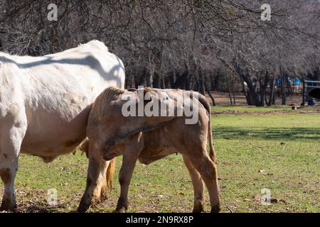 Ein braunes Kalb aus Charolais, das neben seiner cremefarbenen Mutter stand und sich zurückstreckte, um mit den Zähnen einen Juckreiz an der Hüfte zu kratzen. Stockfoto