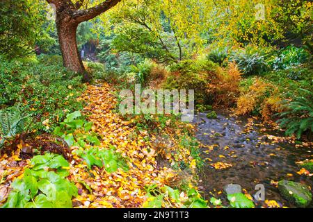Ein sanfter Bach, der durch den Rhododendron-Garten von Crystal Springs fließt, mit herbstfarbenem Laub auf den Bäumen und gefallenen Blättern, die im Wasser schwimmen Stockfoto