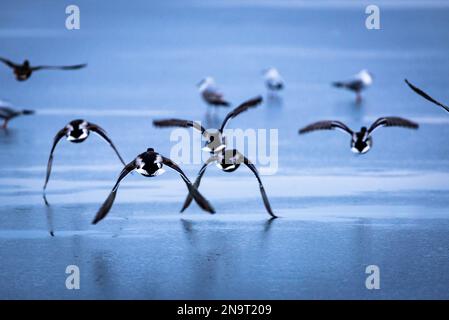 Eine Schar wilder Enten fliegt über die eisige Oberfläche eines gefrorenen Teiches Stockfoto