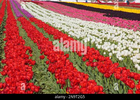 Auf der Wooden Shoe Tulip Farm in Woodburn, Oregon, USA, gibt es unzählige leuchtende Tulpen in Farbreihen Stockfoto