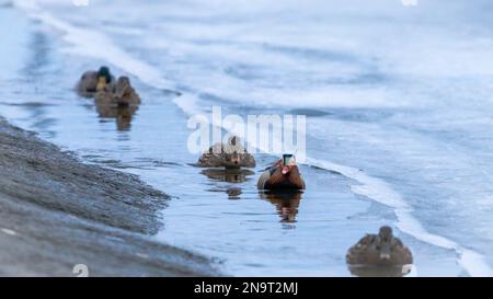 а Mandarinenente schwimmt in einer Herde wilder Enten entlang des aufgetauten Randes eines gefrorenen Teiches Stockfoto