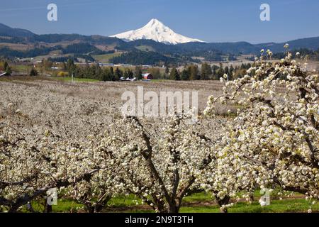 Apfelbaumgarten und der Gipfel eines schneebedeckten Mount Hood in der Ferne vor einem klaren, blauen Himmel in der Columbia River Gorge des Pacific N... Stockfoto