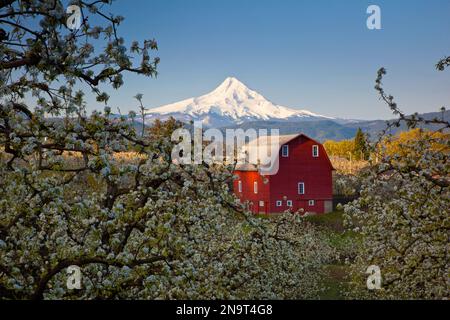 Blühende Apfelbäume in einem Obstgarten mit einer roten Scheune im Vordergrund und schneebedecktem Mount Hood in der Ferne vor einem hellblauen Himmel Stockfoto
