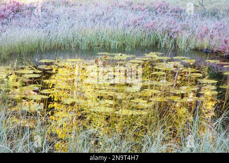 Morgenfrost am Sparks Lake in der Three Sisters Wilderness; Oregon, Vereinigte Staaten von Amerika Stockfoto