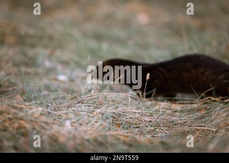 Amerikanische Nerze wandern zwischen grünem Gras und trockenem Laub Stockfoto