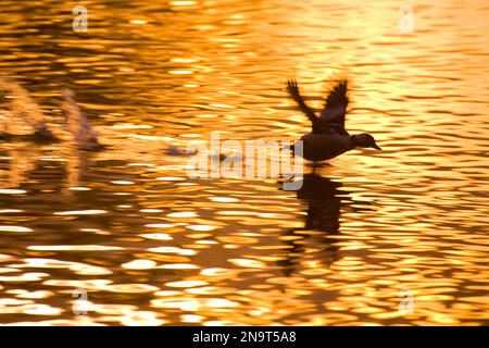 Holzente (Aix sponsa) landet bei Sonnenuntergang in einem Teich mit goldenem Sonnenlicht, das auf der Oberfläche reflektiert wird; Portland, Oregon, Vereinigte Staaten von Amerika Stockfoto