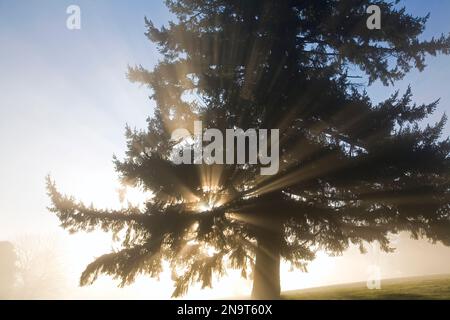 Sonnenaufgang durch Morning Fog and Large Tree; Willamette Valley, Oregon, Vereinigte Staaten von Amerika Stockfoto