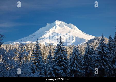 Der schneebedeckte Mount Hood im Winter, mit Sonnenlicht, das den Gipfel und die Berghänge beleuchtet, und ein verschneite Wald im Vordergrund des Mount Hood Nationa... Stockfoto