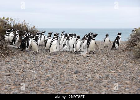 Magellan-Pinguine am Strand von Cabo Virgenes, Kilometer 0 der berühmten Ruta40 in Südargentinien, Patagonien, Südamerika Stockfoto