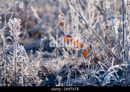 Komplexe Schönheit der mit Frost bedeckten Blätter auf einem Zweig, umgeben von Grashalmen, die auch mit einer zarten Raureif-Schicht verziert sind. Stockfoto