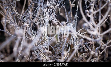 Ein fesselndes Bild, das die zarte Schönheit frostbedeckter Spinnennetze festlegt, die zwischen Grashalmen verwoben sind. Stockfoto