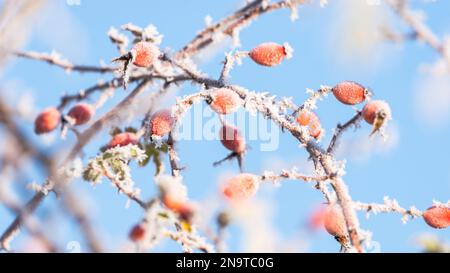 Eine atemberaubende Komposition, die die Lebendigkeit roter Hagebuttenbeeren mit Raureif vor dem Hintergrund eines ruhigen blauen Himmels einfängt. Stockfoto