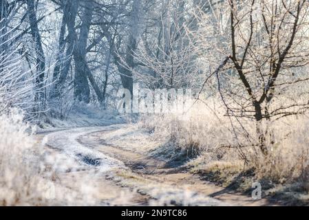 Eine winterliche, unbefestigte Straße, beleuchtet von den Sonnenstrahlen des Morgens, während Pflanzen und Bäume von Frost bedeckt sind. Stockfoto