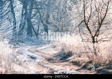 Eine winterliche, unbefestigte Straße, beleuchtet von den Sonnenstrahlen des Morgens, während Pflanzen und Bäume von Frost bedeckt sind. Stockfoto