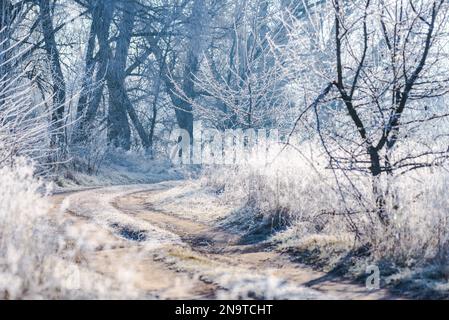 Eine winterliche, unbefestigte Straße, beleuchtet von den Sonnenstrahlen des Morgens, während Pflanzen und Bäume von Frost bedeckt sind. Stockfoto