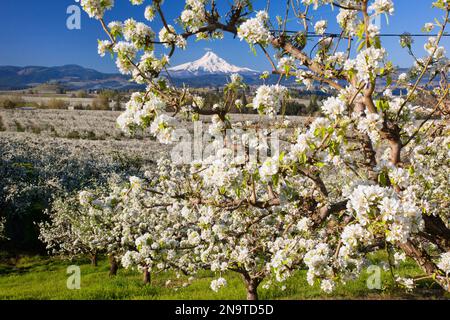 Blühende Apfelbäume in einem Obstgarten im Vordergrund mit schneebedecktem Mount Hood in der Ferne vor einem blauen Himmel Stockfoto