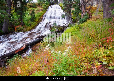 Herbstfarben bei den Umbrella Falls im Mount Hood National Forest, Oregon, USA; Oregon, Vereinigte Staaten von Amerika Stockfoto