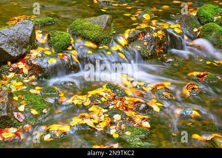 Ein sanfter Bach, der durch den Rhododendron-Garten von Crystal Springs fließt, mit herbstlich gefärbten Blättern, die im Wasser schwimmen Stockfoto