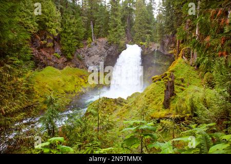 Sahalie stürzen und Mckenzie River In Willamette National Forest; Oregon, Vereinigte Staaten von Amerika Stockfoto