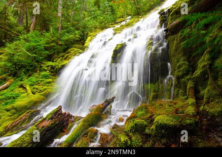 Wunderschöne kaskadierende Proxy Falls im Willamette National Forest; Oregon, Vereinigte Staaten von Amerika Stockfoto