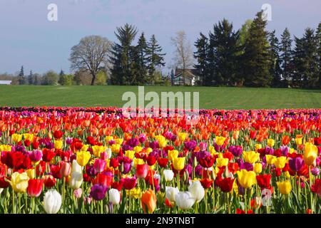 Die Wooden Shoe Tulip Farm in Woodburn, Oregon, USA Stockfoto