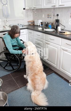 Eine behinderte Frau, die im Rollstuhl sitzt und ihren Hund in der Küche verarscht Stockfoto