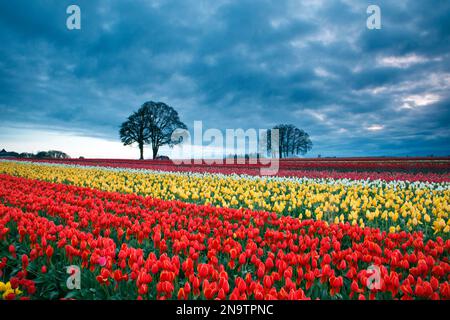 Sturmwolken über Einem Tulpenfeld auf der Wooden Shoe Tulip Farm in Woodburn, Oregon, USA Stockfoto