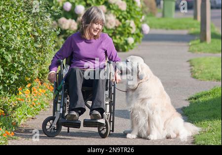 behinderte Frau im Rollstuhl, mit ihrem golden Retriever Hund Stockfoto