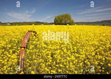 Senffeld blüht im Frühling mit leuchtend gelben Blumen und einem alten Stück Landwirtschaft, das auf dem Feld zwischen den Blumen steht, wird... Stockfoto