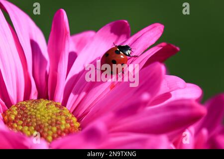 Nahaufnahme eines Marienkäfers, der auf einem Blütenblatt einer rosa Blüte krabbelt; Oregon, Vereinigte Staaten von Amerika Stockfoto