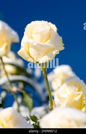 Schneebedeckte weiße Rose im Sonnenlicht vor einem hellblauen Himmel; Happy Valley, Oregon, Vereinigte Staaten von Amerika Stockfoto