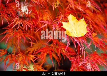 Gelbes, gefallenes Blatt, das im Herbst im Laub roter Bäume gefangen wurde; Portland, Oregon, Vereinigte Staaten von Amerika Stockfoto