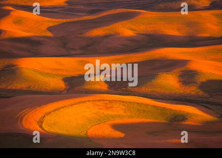 Weizenfelder auf sanften Hügeln im warmen Sonnenlicht, von Step Toe Butte im Osten Washingtons aus gesehen; Washington, USA Stockfoto