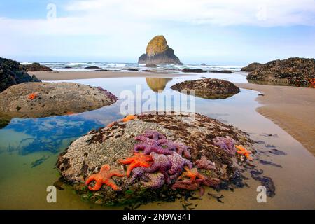 Ebbe am Morgen verleiht Seesternen und Felsformationen am Indian Beach im Ecola State Park an der Küste Oregons Schönheit Stockfoto