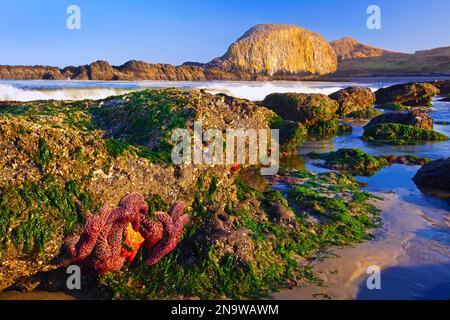Seesterne an einem Gezeitenbecken mit Algen am Strand der Seal Rock State Recreation Site an der Küste von Oregon, USA; Oregon, Vereinigte Staaten von Amerika Stockfoto