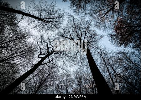 Blick auf Bäume im Wald aus niedrigem Winkel Stockfoto