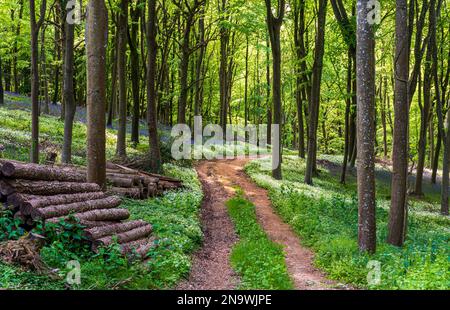 Die Frühlingssonne beleuchtet einen Pfad durch wilden Knoblauch in einem Dorset-Wald Stockfoto