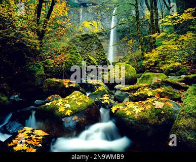 Wasserfall und Kaskaden über moosige Felsen im Herbst, Mount Hood National Forest; Oregon, Vereinigte Staaten von Amerika Stockfoto