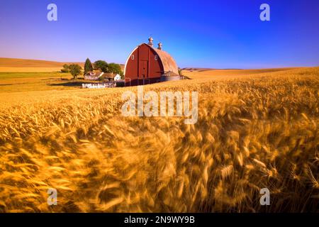 An old, red heritage barn in a golden wheat field in Steptoe in the Palouse Region Stockfoto