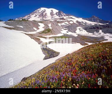 Wildblumen verleihen dem Mt. Rainier im Paradise Park im Mount Rainier National Park; Washington, Vereinigte Staaten von Amerika Stockfoto