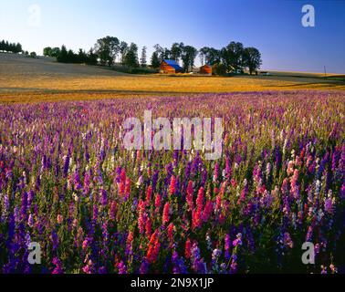 Zahlreiche Wildblumen wachsen auf einem Feld neben goldenem Ackerland und einem Bauernhof; Oregon, Vereinigte Staaten von Amerika Stockfoto