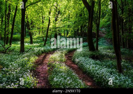 Die Frühlingssonne beleuchtet einen Pfad durch wilden Knoblauch in einem Dorset-Wald Stockfoto