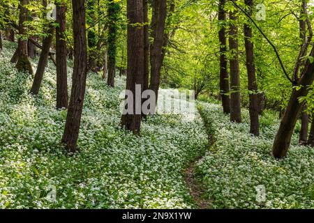 Die Frühlingssonne beleuchtet einen Pfad durch wilden Knoblauch in einem Dorset-Wald Stockfoto