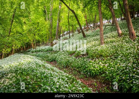 Die Frühlingssonne beleuchtet einen Pfad durch wilden Knoblauch in einem Dorset-Wald Stockfoto