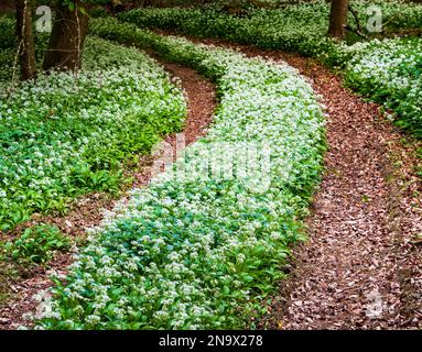 Die Frühlingssonne beleuchtet einen Pfad durch wilden Knoblauch in einem Dorset-Wald Stockfoto