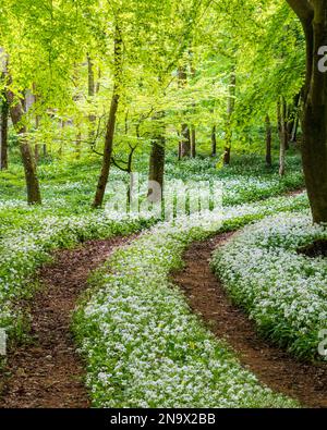 Die Frühlingssonne beleuchtet einen Pfad durch wilden Knoblauch in einem Dorset-Wald Stockfoto