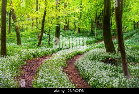 Die Frühlingssonne beleuchtet einen Pfad durch wilden Knoblauch in einem Dorset-Wald Stockfoto